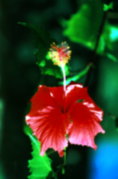 Flower in Guelph